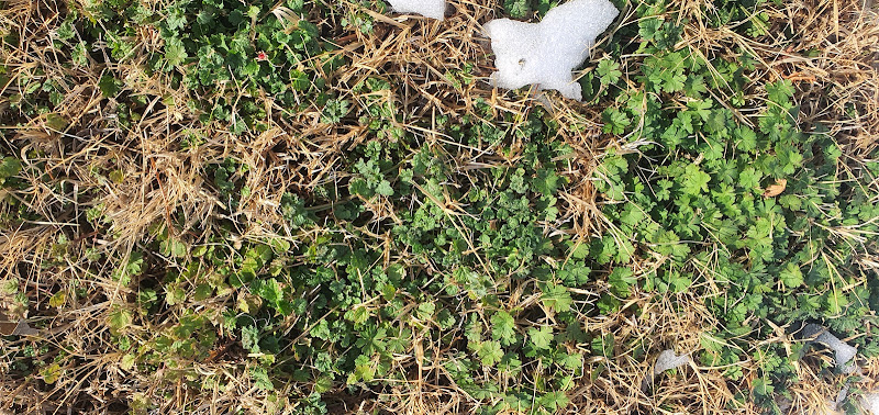 Burgas Turf Management LLC in Weatherford
