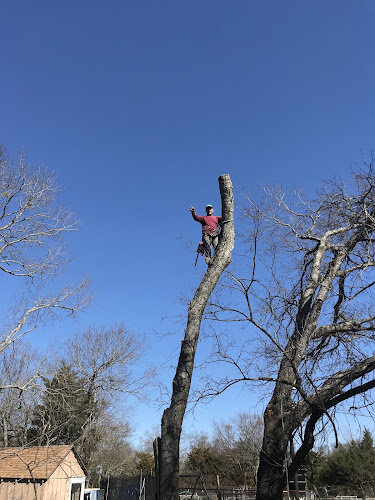 Nortex Tree Service in Sherman