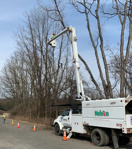 Nelson Tree Service in Wilmer