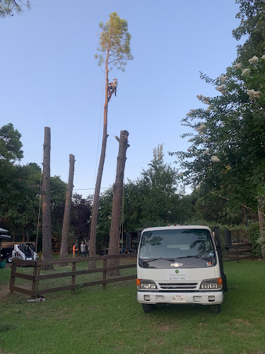 Trunks Tree Care in Keller