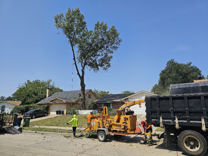 Benchmark Tree Service in Dallas