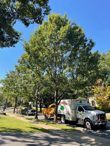 Rodriguez Tree Service in Dallas