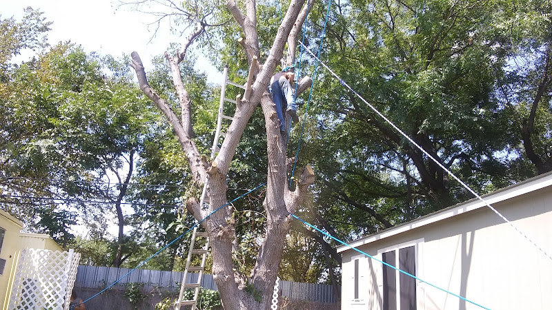 Kennadale Tree Removal Services in Kennedale