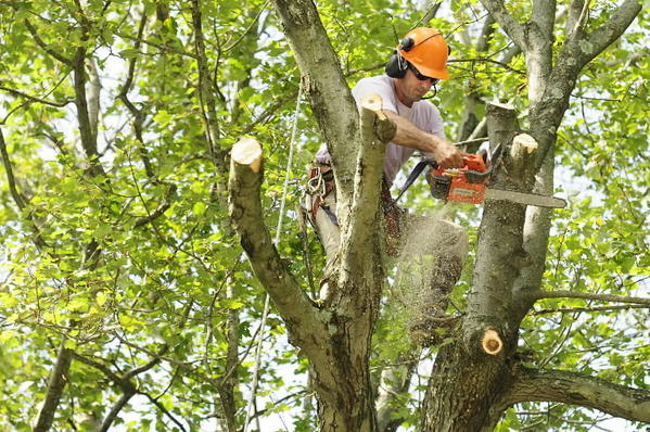 Green Tree Service of Plano in Plano