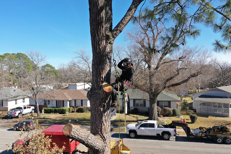 Clean Edge Tree Service & Removal in Lewisville