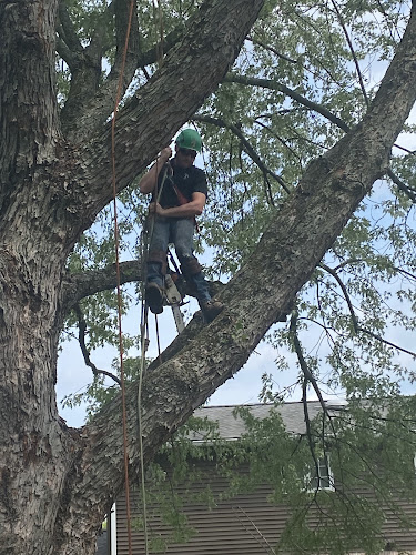 Benjamins Urban Forestry Waco in Whitney