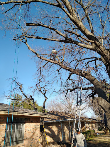 Texan Tree Trimmers in McKinney