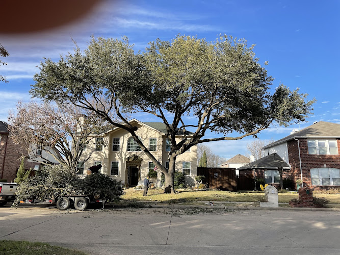 Lumberjack Tree Service in Allen