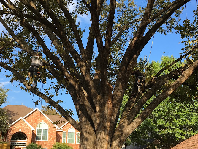1-2-Tree LLC in Flower Mound