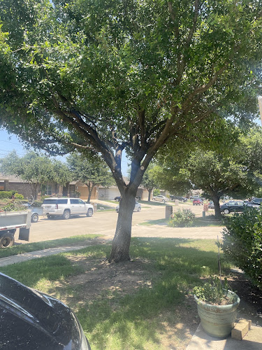 Mansfield tree pro in Arlington