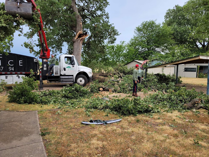 Safety Tree Service in Kaufman