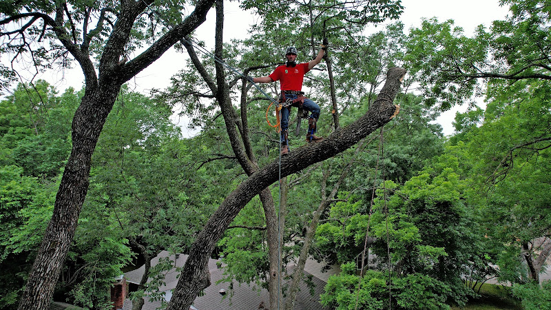 Texas Tree Transformations in Dallas