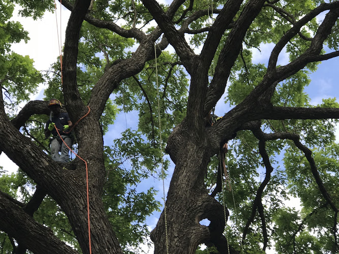 Arbor Care in Weatherford
