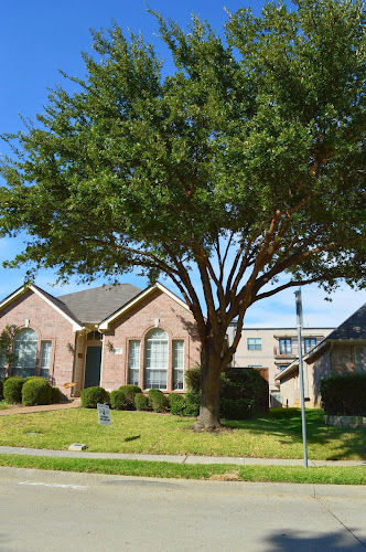 Golden Tree Maintenance in Lewisville