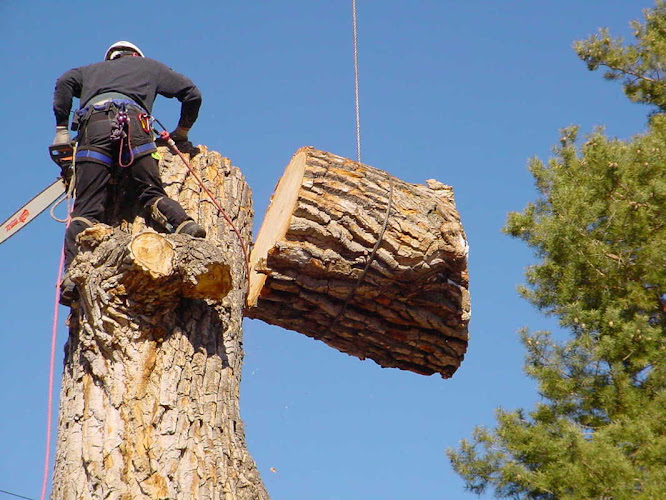 victor tree service in Wilmer