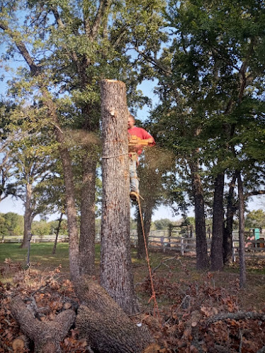 AmaroTreeService in Wills Point