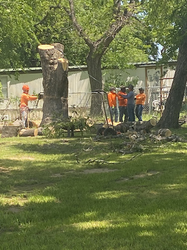 Rudy's Tree Service in Dallas