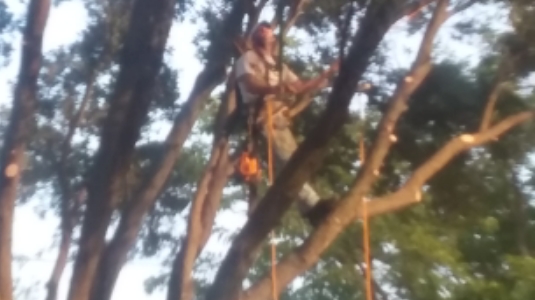 Accurate Tree and Stump Removal in Weatherford