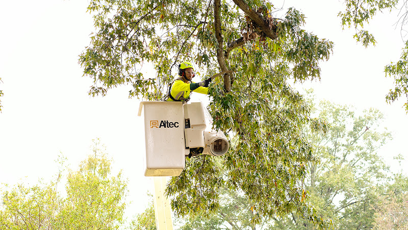 Bartlett Tree Experts in Dallas