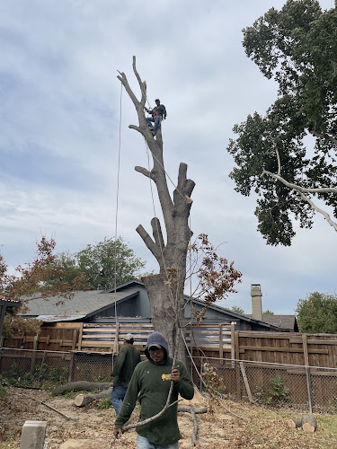 Condren Tree Service in Parker