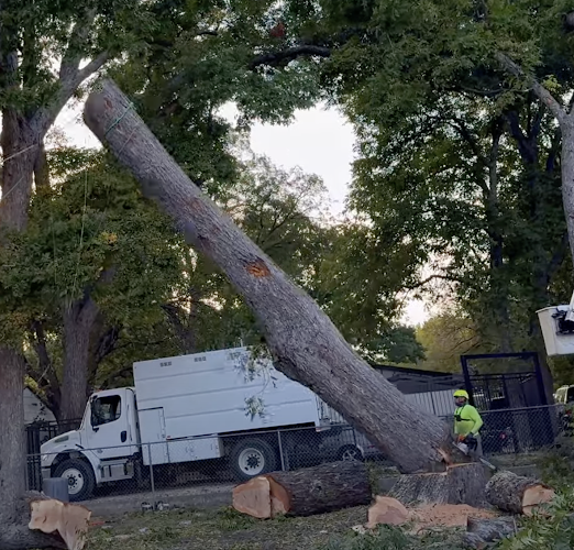 Tree Service Boss of Plano in Plano
