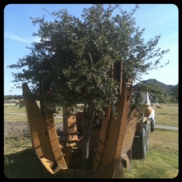 Port A Tree in Rockwall