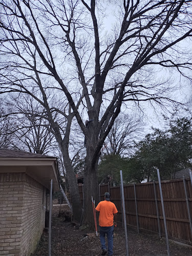 Wauson Tree Service in Allen