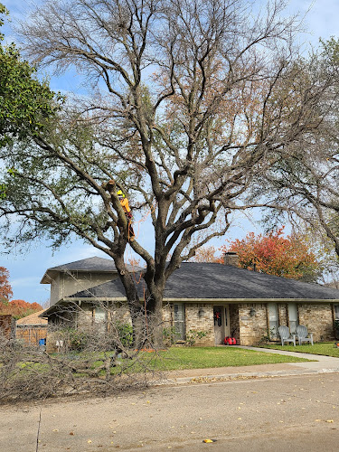 S Green Tree Services in Dallas