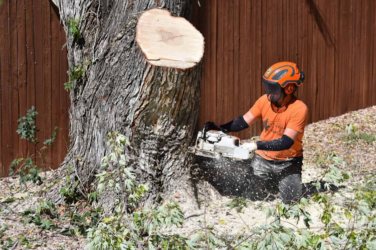Quality Tree Service in Irving