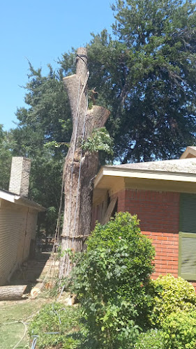 Escalantes tree service in Irving