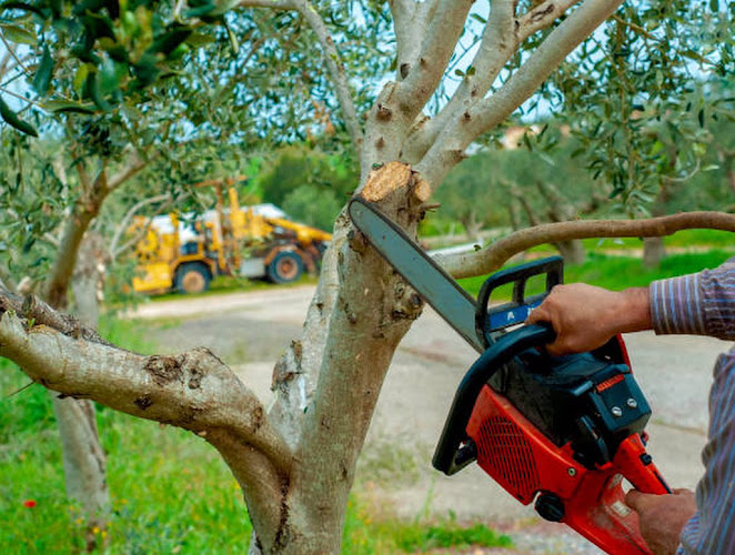 Keller Tree Service. in Keller