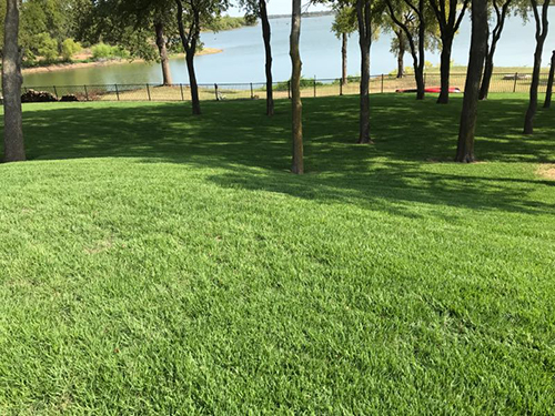 Ryno Lawn Care, LLC in Frisco