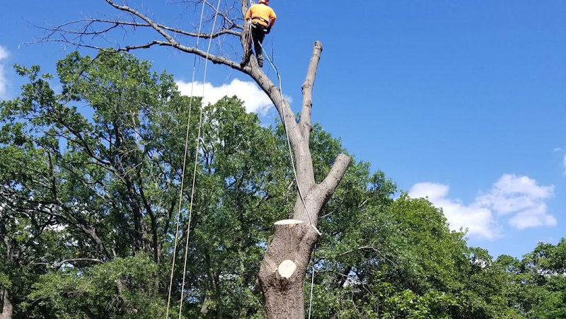 A&l tree service in Everman