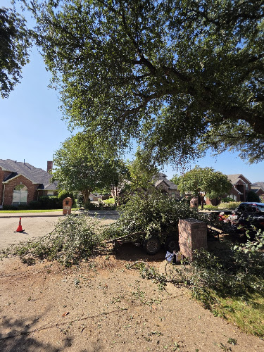 Jason's Tree specialist in Rowlett