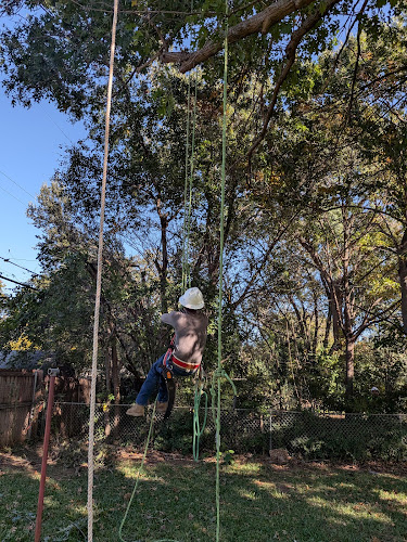 Texas Best Arborists in Midlothian