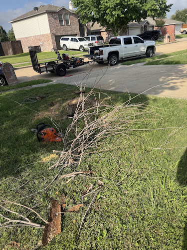 Brave Tree Service LLC in Lewisville
