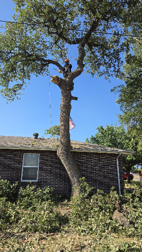 Hernandez tree care in Arlington