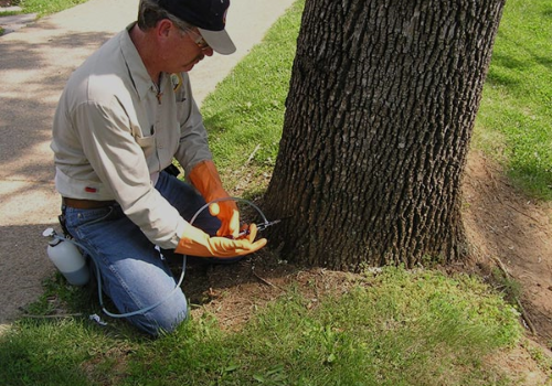Treenewal in Denton