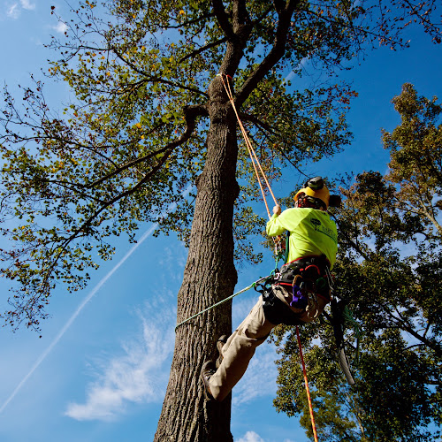 Bartlett Tree Experts in Mansfield