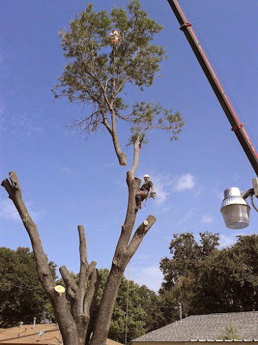 Timber! Tree Service LLC in Benbrook