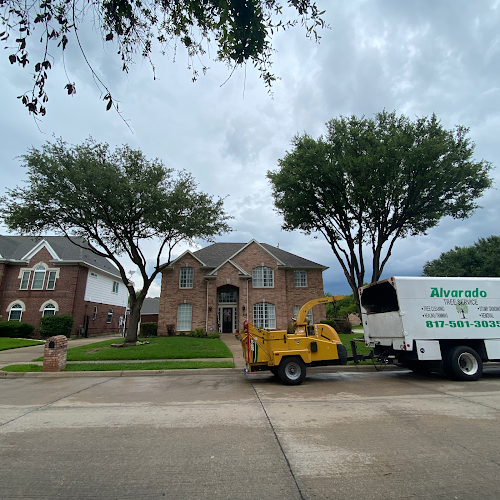 Alvarado Tree Trimming & Care in Forest Hill