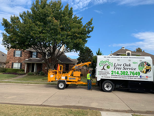 Live Oak Tree Service in Dallas