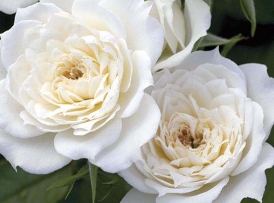 WhiteRose Landscaping in Springtown