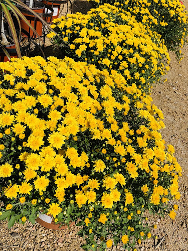 Dwayne O'Dell Landscaping Inc in Pilot Point
